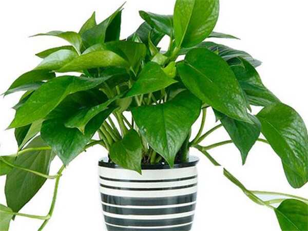 室内净化空气的植物有哪些?告别室内污染先弄懂这些~